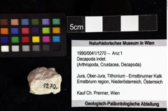 Foto (Objket + Etiketten) von Decapoda indet. 